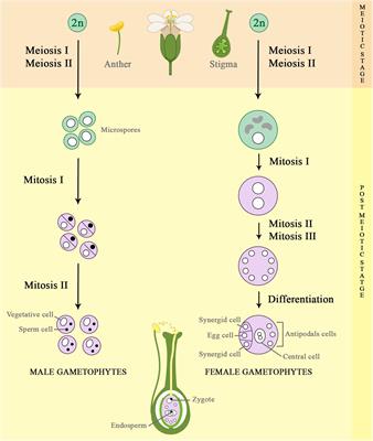 The Role of Anaphase-Promoting Complex/Cyclosome (APC/C) in Plant Reproduction